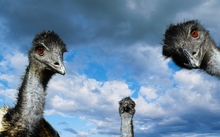 clouds nature birds animals ostrich 1920x1080 wallpaper 